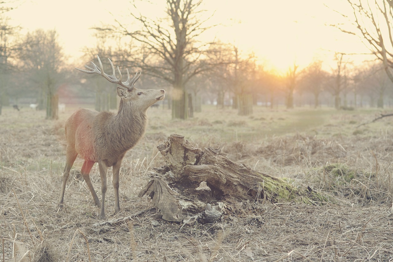 caméra de chasse