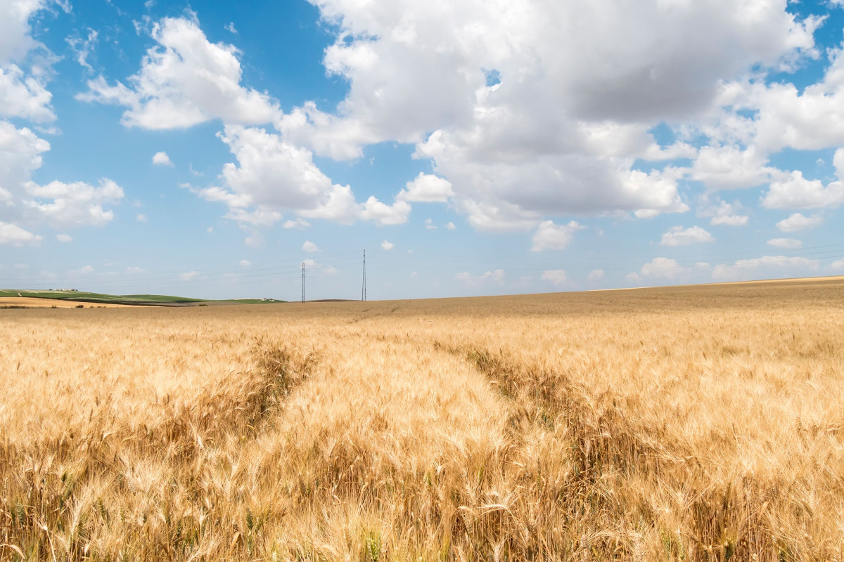 Investir dans les matières premières agricoles
